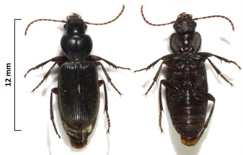 Scybalicus oblongiusculus